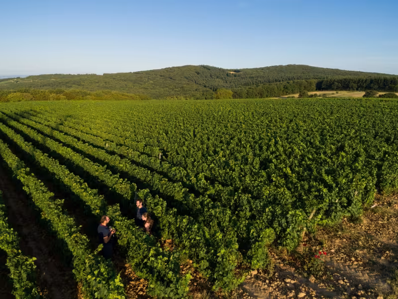 Vignoble Saône-et-Loire