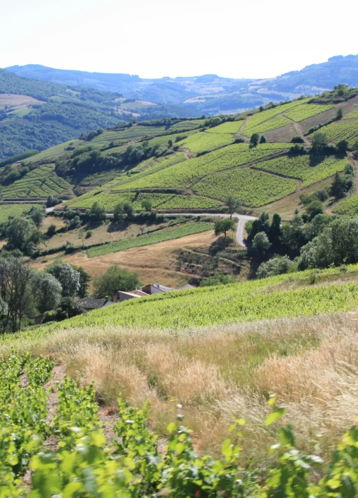Le vignoble du Beaujolais