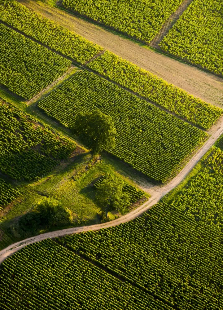 Vignoble du Mâconnais