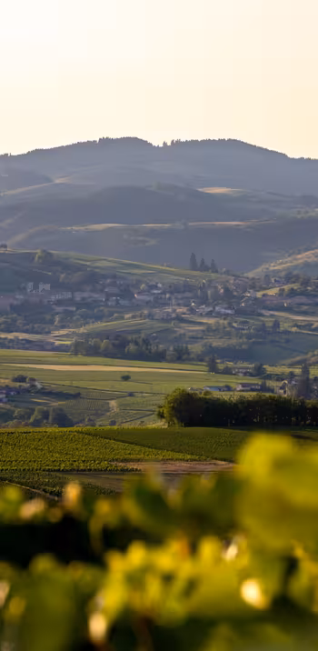 011_etienne_ramousse_destination_beaujolais_paysages_vignobles_hd_2019-min.jpg