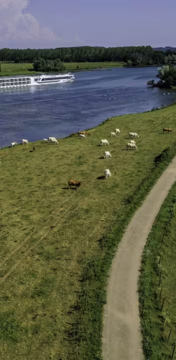 Vaches le long de la Saône et de la voie verte de La Voie Bleue