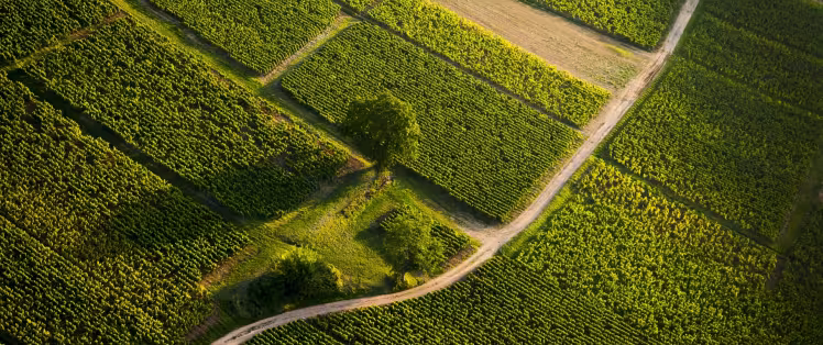 Vignoble du Mâconnais