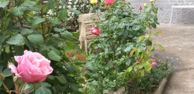 jardin