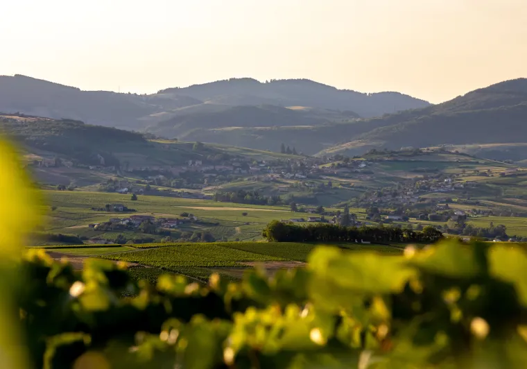Vignoble du Beaujolais © etienne_ramousse_destination_beaujolais