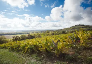 Vignoble de l’AOC Côtes de Toul