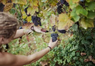 Vignoble de l’AOC Moselle