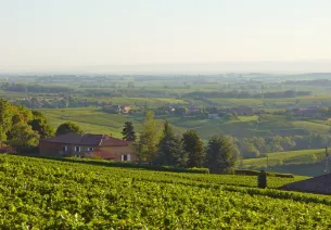 Le vignoble du Beaujolais
